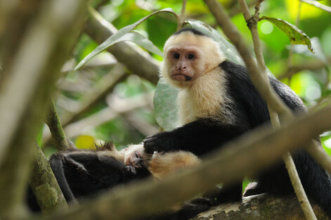 Singe Capucin – Cebus capucinus - White headed capuchin d (310).jpg