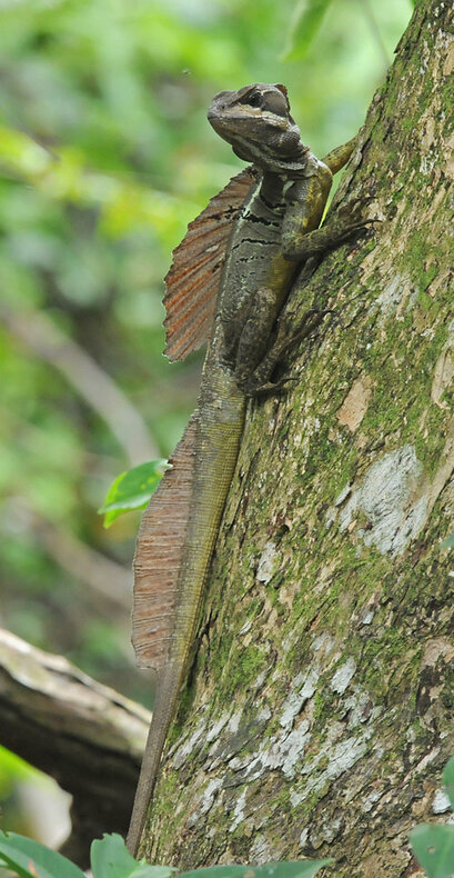 Iguane vert–Iguana iguana-Green iguana bn (1).jpg