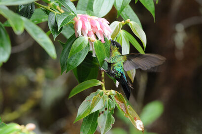 Ariane de Sophie - Amazilia saucerottei - Steely-vented Hummingbird (3).jpg