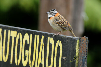 Bruant chingolo - Zonotrichia capensis - Rufous-collared Sparrow - Chingolo b (1).jpg