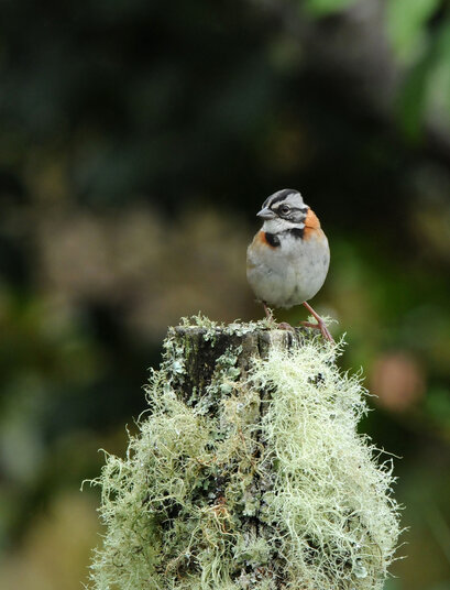 Bruant chingolo - Zonotrichia capensis - Rufous-collared Sparrow - Chingolo b (10).jpg