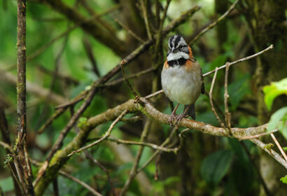 Bruant chingolo - Zonotrichia capensis - Rufous-collared Sparrow - Chingolo b (77).jpg