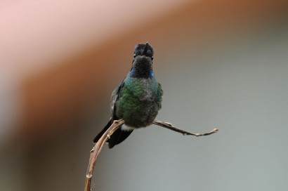 Colibri insigne - Panterpe insignis - Fiery-throated Hummingbird (31).jpg