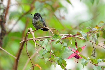 Colibri insigne - Panterpe insignis - Fiery-throated Hummingbird (68).jpg