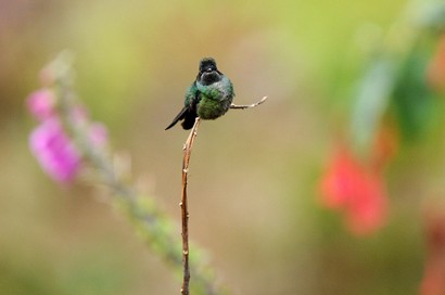 Colibri insigne - Panterpe insignis - Fiery-throated Hummingbird (7).jpg