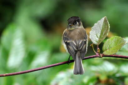 Moucherolle à tête noire - Empidonax atriceps - Black-capped Flycatcher (22).jpg