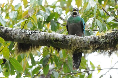 Quetzal resplendissant - Pharomachrus mocinno - Resplendent Quetzal (158).jpg