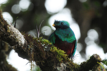 Quetzal resplendissant - Pharomachrus mocinno - Resplendent Quetzal (284).jpg