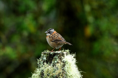 Bruant chingolo - Zonotrichia capensis - Rufous-collared Sparrow - Chingolo b (13).jpg