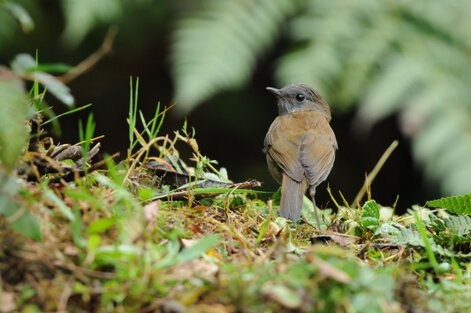 Grive à bec noir - Catharus gracilirostris - Black-billed Nightingale-Thrush (4).jpg