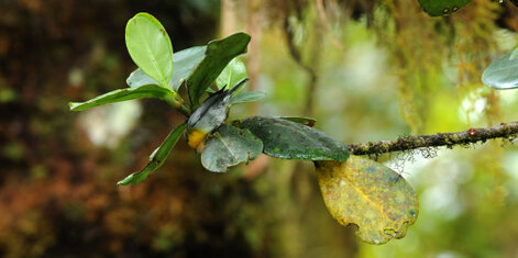Paruline à collier - Setophaga americana - Northern Parula (2).jpg
