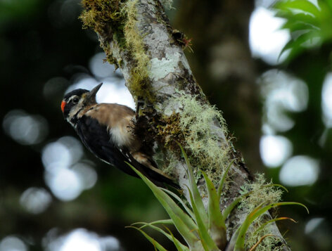 Pic chevelu-Leuconotopicus villosus-Hairy Woodpecker-Carpintero Velloso (19).jpg