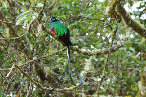 Quetzal resplendissant - Pharomachrus mocinno - Resplendent Quetzal (336).jpg
