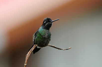 Colibri insigne - Panterpe insignis - Fiery-throated Hummingbird (50).jpg