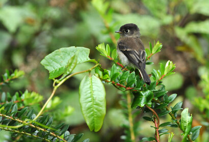 Moucherolle à tête noire - Empidonax atriceps - Black-capped Flycatcher (34).jpg