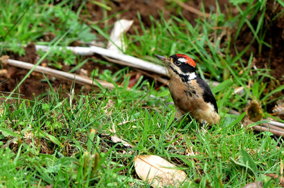 Pic chevelu-Leuconotopicus villosus-Hairy Woodpecker-Carpintero Velloso (7).jpg