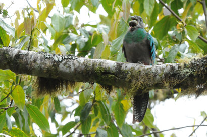 Quetzal resplendissant - Pharomachrus mocinno - Resplendent Quetzal (149).jpg