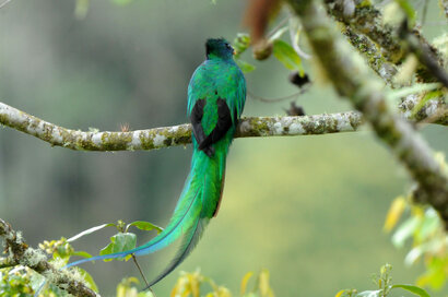 Quetzal resplendissant - Pharomachrus mocinno - Resplendent Quetzal (300).jpg