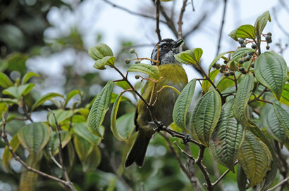 Tangara à sourcils brisés-Chlorospingus pileatus-Sooty-capped Bush Tanager (10).jpg