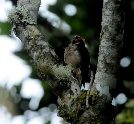 Pic chevelu-Leuconotopicus villosus-Hairy Woodpecker-Carpintero Velloso (30).jpg