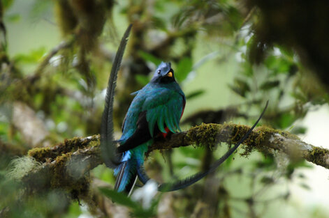 Quetzal resplendissant - Pharomachrus mocinno - Resplendent Quetzal (239).jpg