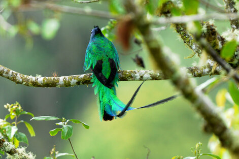 Quetzal resplendissant - Pharomachrus mocinno - Resplendent Quetzal (293).jpg