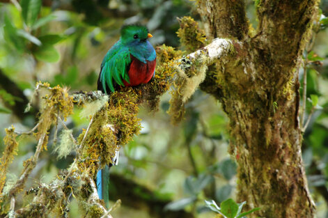 Quetzal resplendissant - Pharomachrus mocinno - Resplendent Quetzal (323).jpg
