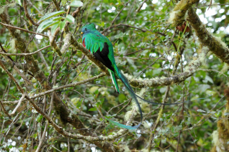 Quetzal resplendissant - Pharomachrus mocinno - Resplendent Quetzal (338).jpg