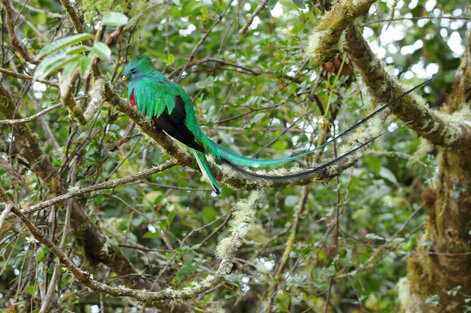 Quetzal resplendissant - Pharomachrus mocinno - Resplendent Quetzal (341).jpg