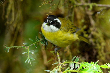 Tangara à sourcils brisés-Chlorospingus pileatus-Sooty-capped Bush Tanager (9).jpg