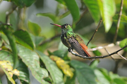 Ariane à ventre gris - Amazilia tzacatl - Rufous-tailed Hummingbird (2).jpg
