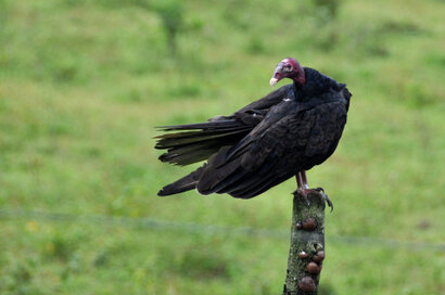 Urubu à tête rouge - Cathartes aura - Turkey Vulture (5).jpg