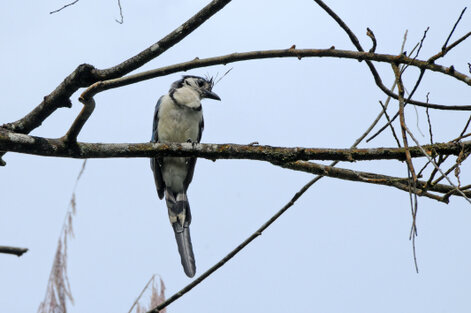 Geai à face blanche - Calocitta formosa - White-throated Magpie-Jay (11).jpg