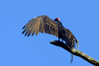 Urubu à tête rouge - Cathartes aura - Turkey Vulture a (5).jpg