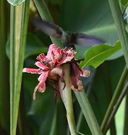 Ariane de Sophie - Amazilia saucerottei - Steely-vented Hummingbird (25).JPG