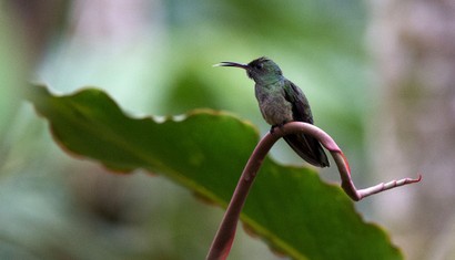 Colibri de Cuvier - Phaeochroa cuvierii - Scaly-breasted Hummingbird (11).jpg