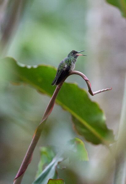 Colibri de Cuvier - Phaeochroa cuvierii - Scaly-breasted Hummingbird (65).jpg