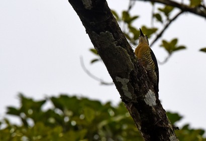 Pic de Pucheran - Melanerpes pucherani - Black-cheeked Woodpecker (7).JPG
