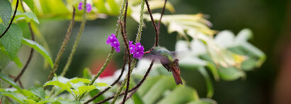 Ariane à ventre gris - Amazilia tzacatl - Rufous-tailed Hummingbird (30).jpg