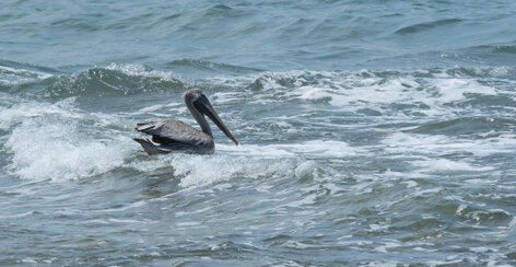 Pélican brun - Pelecanus occidentalis - Brown Pelican (12).jpg