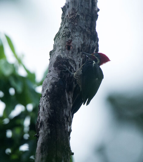 Pic ouentou - Dryocopus lineatus - Lineated Woodpecker (44).jpg