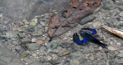 Ecrevisse bleue-Procambarus alleni-Blue Crayfish (18).JPG