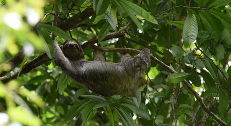Paresseux à 3 doigts – Bradypus tridactylus - Pale-throated sloth (60).JPG