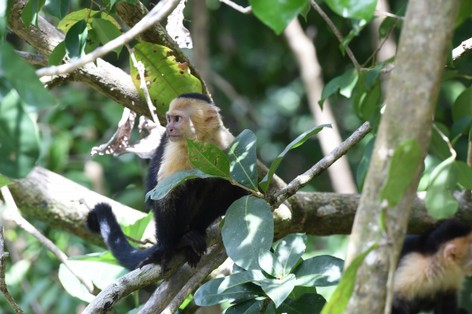 Singe Capucin – Cebus capucinus - White headed capuchin (56).JPG