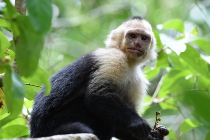 Singe Capucin – Cebus capucinus - White headed capuchin (16).JPG