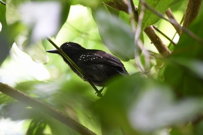 Batara capucin - Thamnophilus bridgesi - Black-hooded Antshrike (4).JPG