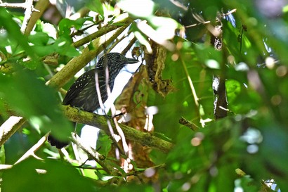 Batara rayé - Thamnophilus doliatus - Barred Antshrike (1).JPG