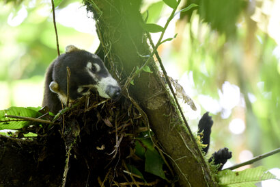 Coati à nez blanc - Nasua narica (32).jpg