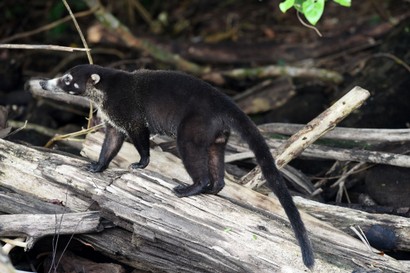 Coati à nez blanc - Nasua narica (9).JPG
