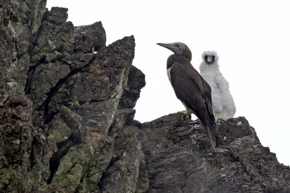Fou brun - Sula leucogaster - Brown Booby (10).JPG